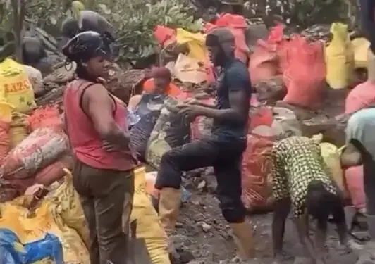 Cocoa or Gold? Farmerline Group highlights urgent need for sustainable cocoa farming amid galamsey crisis.